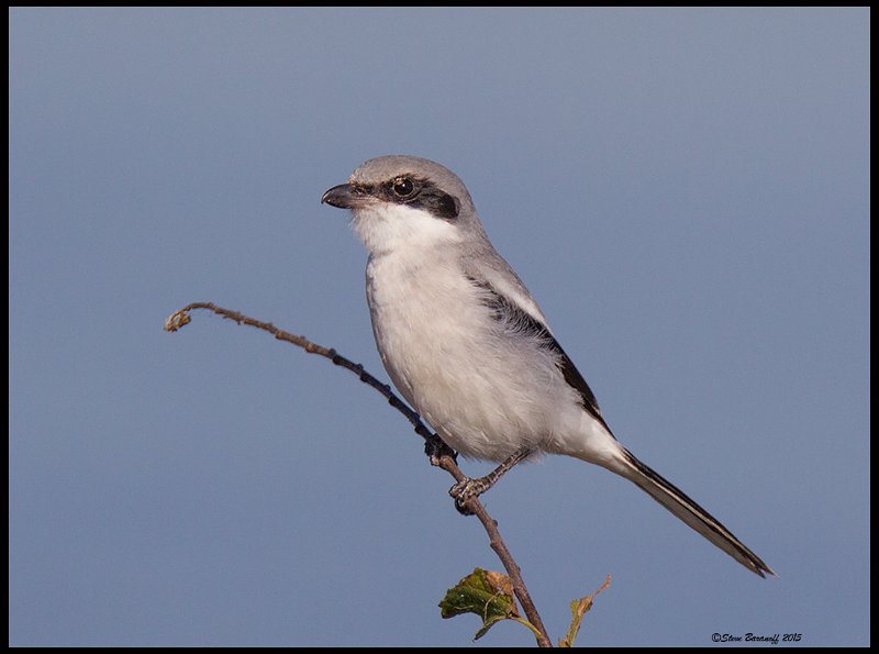 _5SB8301 loggerhead shrike.jpg